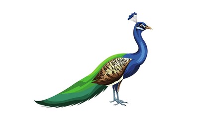 Beautiful peacock. Cartoon bird with ornamental feathers, character of nature with decorative elegant plumage, vector illustration of exotic animal isolated