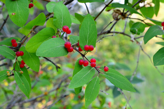 tree branch with green leaves and red berries isolated close up