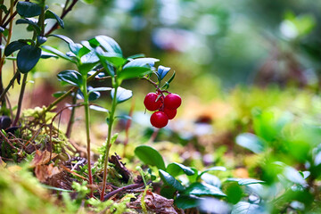 Fioletowa jagoda na krzaku w lesie. Jesienny smak.  - obrazy, fototapety, plakaty