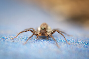 spider on a blue background