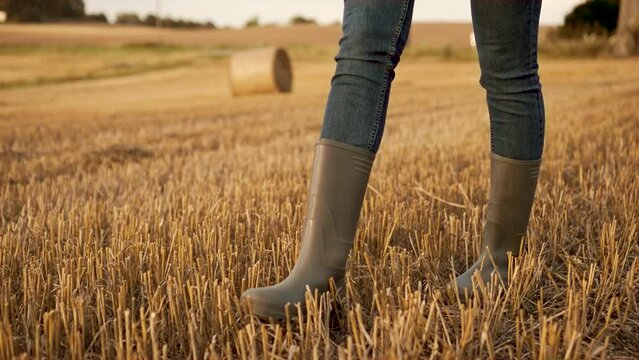 Farmer female feet in clean rubber boots walk across dry earth in field with straw of harvested wheat. Farmer worker goes home after harvesting end of working day
