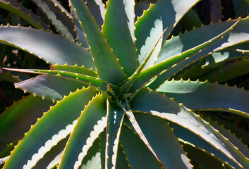 Aloe arborescens succulent plant leaves close up.Floral background for design.Tropical plants...