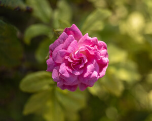 pink rose bush