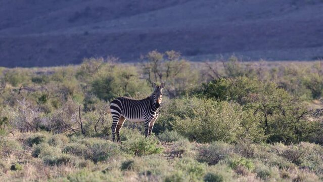 A mountain zebra early morning in Karoo National Park