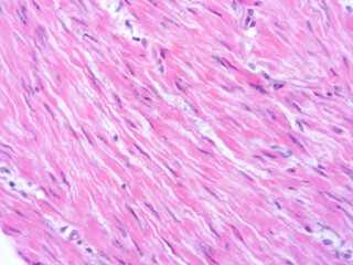 picture of histology human tissue with microscope from laboratory (not Illustration Designation)