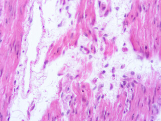 picture of histology human tissue with microscope from laboratory (not Illustration Designation)