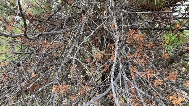 Pine beetle disease on a tree