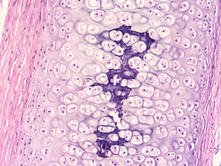 picture of histology human tissue with microscope from laboratory (not Illustration Designation)