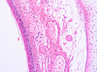picture of histology human tissue with microscope from laboratory (not Illustration Designation)