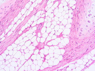 picture of histology human tissue with microscope from laboratory (not Illustration Designation)