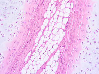 picture of histology human tissue with microscope from laboratory (not Illustration Designation)