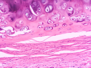 picture of histology human tissue with microscope from laboratory (not Illustration Designation) - obrazy, fototapety, plakaty
