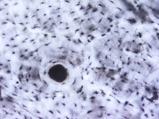 picture of histology human tissue with microscope from laboratory (not Illustration Designation)