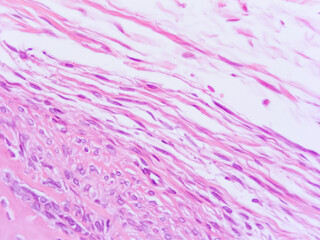 picture of histology human tissue with microscope from laboratory (not Illustration Designation)