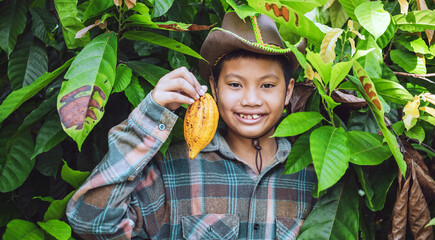 Portraits of Asian boy cocoa farmer happy smiling at harvested ripe cacao pods in hand agriculture...