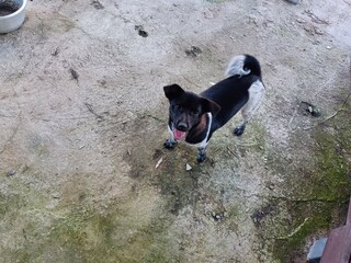 나의 집 강아지