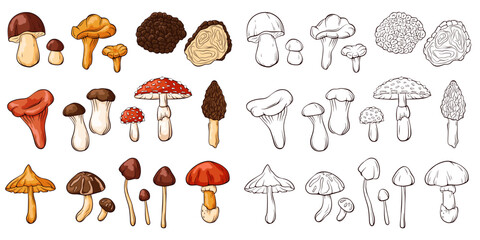 Edible and inedible mushrooms collection in line art style. Set of colorful and monochrome mushrooms. Perfect for recipe, menu, label, icon, packaging. Vector illustration isolated on a white