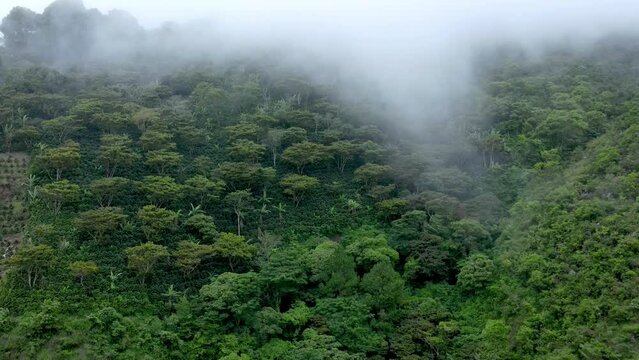 Aerial approaching over a coffee plantation and with morning fog moving around
