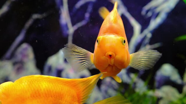 Orange parrot fish in the aquarium. Red Parrot Cichlid. Aquarium fish