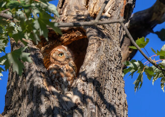 Eastern Red morph screech owl peering out of his nest high up in a tree summer Canada
