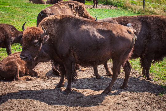 A photo of a bison animal