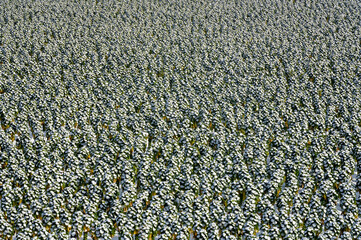 Agricultural field with cabbage in wintertime, Netherlands.