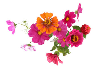 Border of garden flowers isolated on white background. Blooming beautiful Flowers Zinnia, Cosmos,...