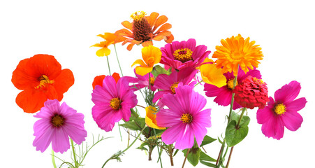 Colorful garden flowers isolated on white background. Blooming beautiful flowers Zinnia, Cosmos,...