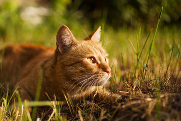An inquisitive red tabby cat hunts in the grass at sunset in summer