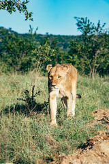 Lion walking along the road on safari in Kruger National Park, South Africa.