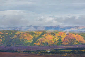 Autumn in polar tundra