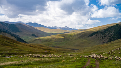 Fototapeta na wymiar a herd of sheep on a green mountain pasture