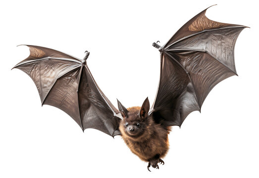 Fruit Bats Images – Browse 19,767 Stock Photos, Vectors, and Video | Adobe  Stock