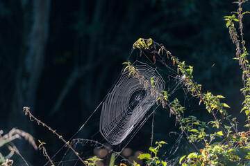 A cross spider lurks in the center of its spider web in the morning light for prey