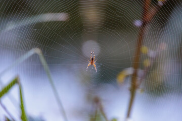 A cross spider lurks in the center of its spider web in the morning light for prey