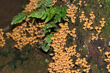 杉の切り株に群生するセンボンイチメガサ茸とシダの葉（マクロレンズ使用・ストロボ＋自然光・接写写真）