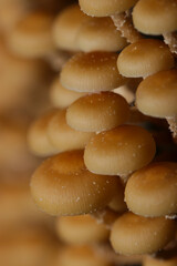 	小さくてかわいいセンボンイチメガサの笠群（マクロレンズ使用・ストロボ＋自然光・接写写真）