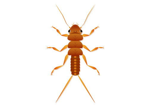 Stonefly Nymph Insect Vector Art Isolated on White Background