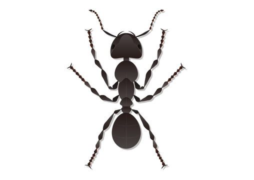 Ant Vector Art Isolated on White Background