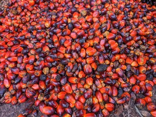 brondolan of oil palm fruit is still fresh