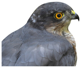 Male of Eurasian Sparrowhawk (Accipiter nisus), PNG, Portrait, isolated on transparent background