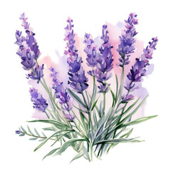 lavender flowers isolated on transparent background, watercolor, generative AI