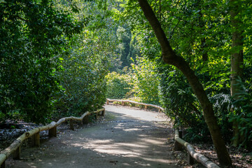Fototapeta na wymiar Idyllic Sunlit Green Alley in a German Park: Nature's Serenity and Vibrant Foliage Beckon