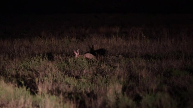 An Aardvark searching for his next meal at night