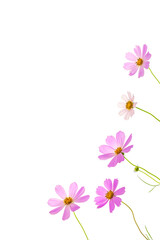 Pink cosmos flowers isolated on white background, corner frame. Top view, flat lay, copy space. Vertical