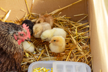 the mother hen teaches self-hatched chicks to eat - 649278466