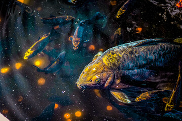 Carp fish glimmering under light in dark reflective water