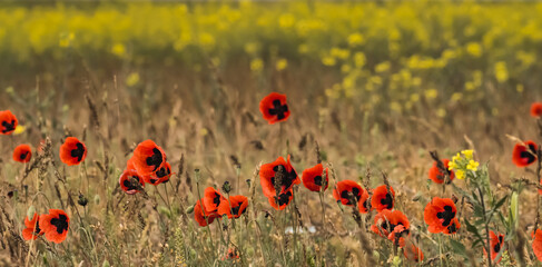 Fototapeta na wymiar Poppy field in the Kazakh steppe in sunny May, red poppy flowers