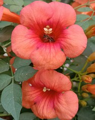 Naklejka premium Orange flowers and bee