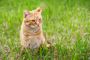 Naklejka na ściany i meble Red tabby cat resting in green grass on a summer sunny day